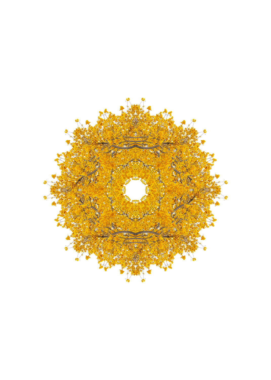Auric Flowers