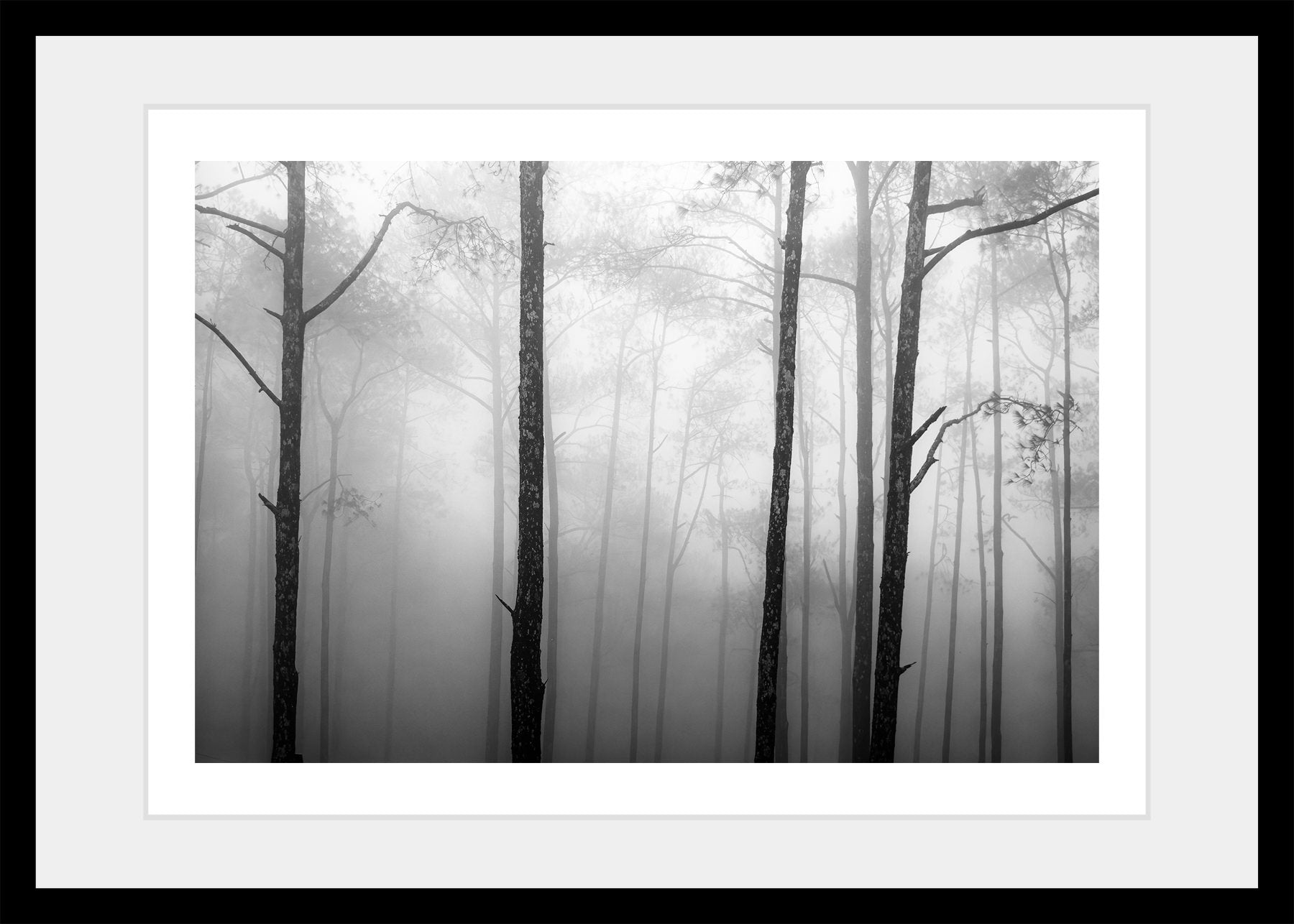 The Foggy Forest