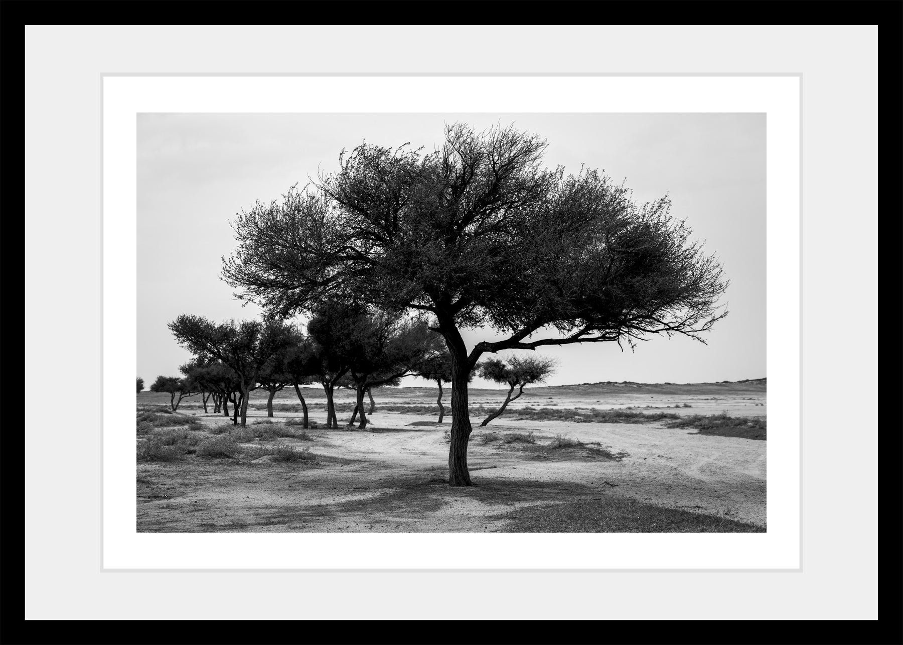 حارسة البرية